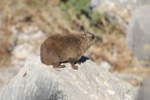 IMG_2654