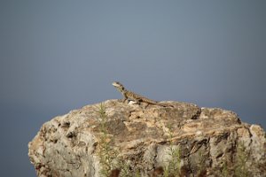 IMG_2659