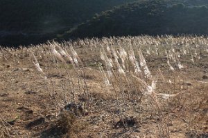 IMG_2698
