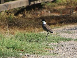 IMG_2700