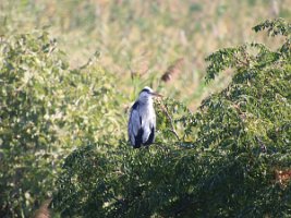 IMG_2701