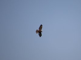IMG_2710