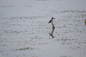 IMG_2729