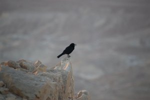 IMG_2809