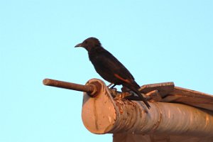 IMG_2810