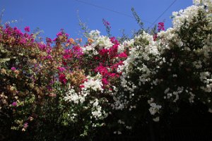IMG_2864